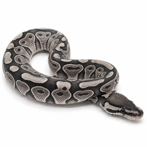 Big Axanthic Python Axanthic Ball Pythons For Sale | Buy Axanthic Ball Pythons With ...