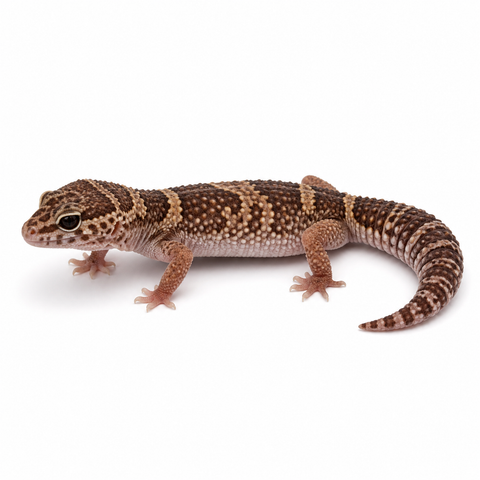 Gecko Indiana West Indian Leopard Gecko for Sale | Big Apple Herp