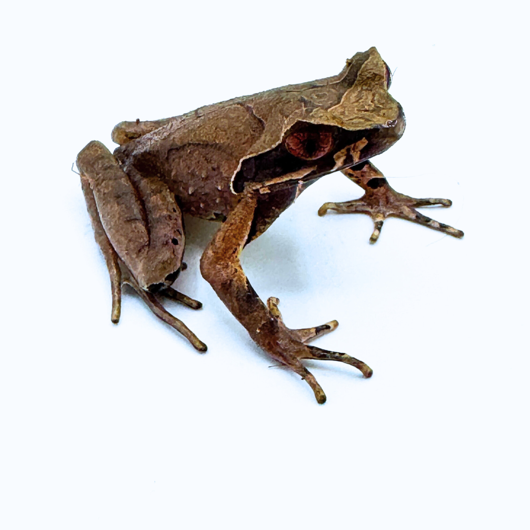 White Lipped Horned Toads for Sale | Xenophrys major | Big Apple Herp