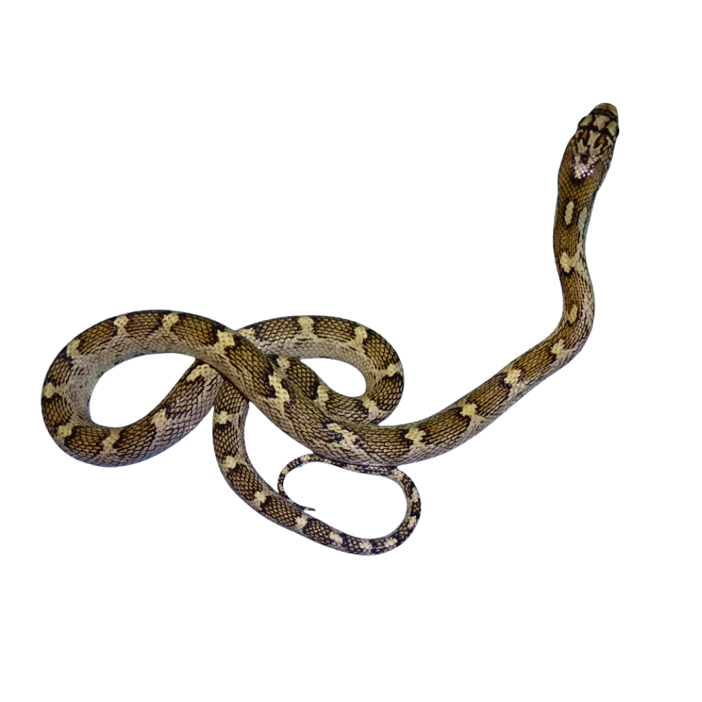 White Sided Black Rat Snakes for Sale | Pantherophis obsoletus