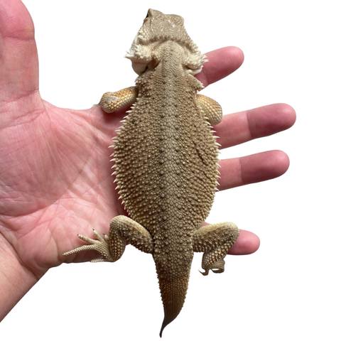 Buy Bearded Dragons Online At The Best Prices | Big Apple Herp