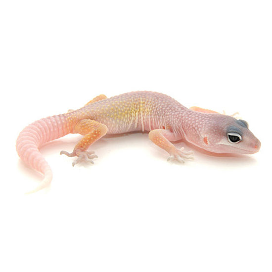 German Gecko Dark Blizzard Leopard Gecko