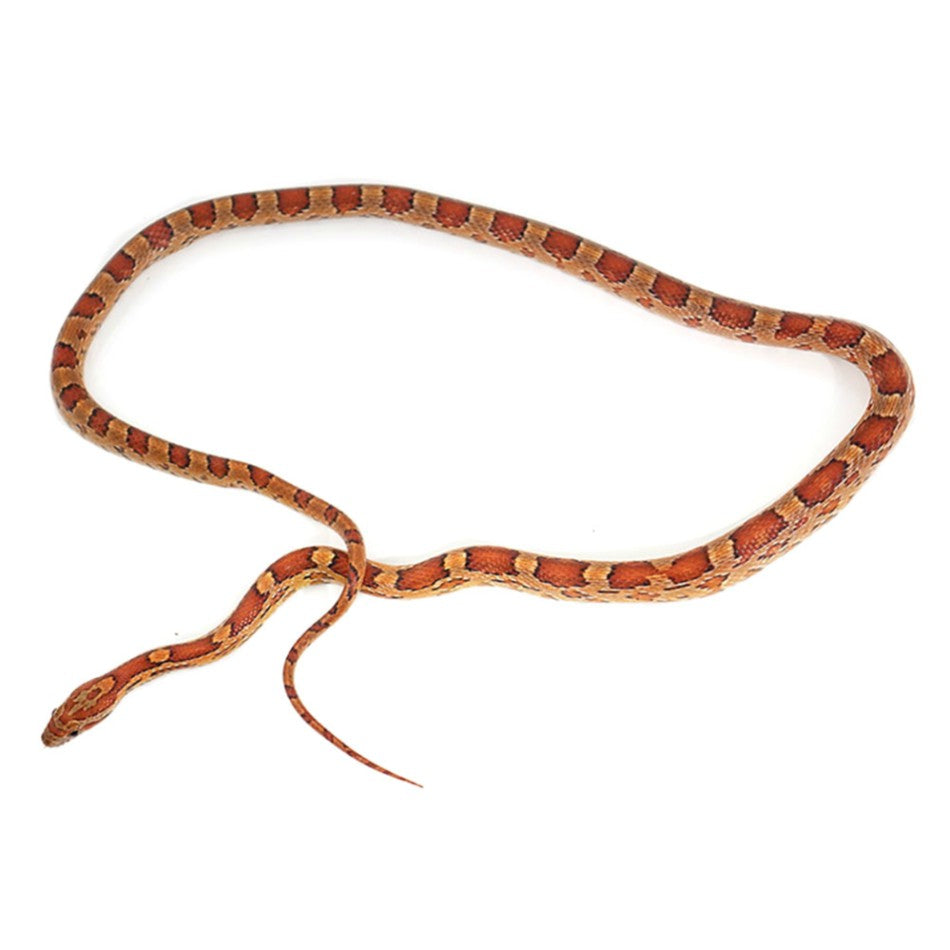 Corn Snakes For Sale - Normal Phase – Big Apple Herp - Reptiles