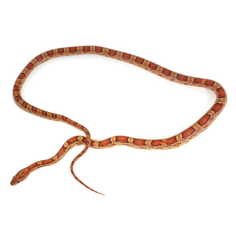 Corn Snakes - Normal Phase