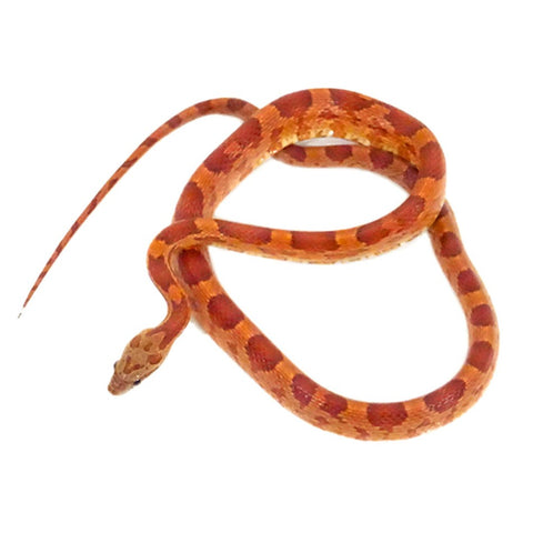 Hypomelanistic Corn Snakes