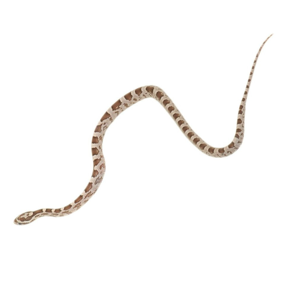 Ghost Corn Snake for Sale – Captive Bred Anery Hypo Morph | Big