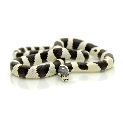 Black & White Banded California King Snake