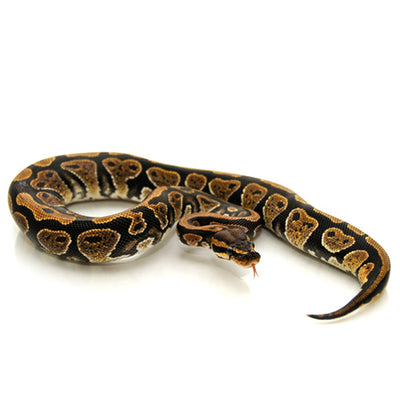 Ball Pythons (Normal Phase)