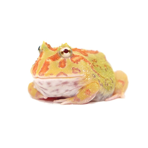 Albino Pacman Frogs