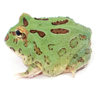 Green Pacman Frogs