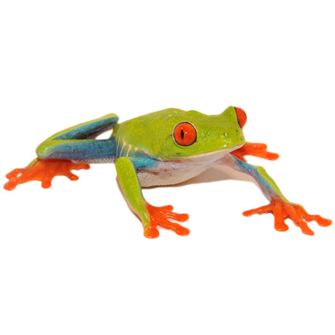 Red Eyed Tree Frogs