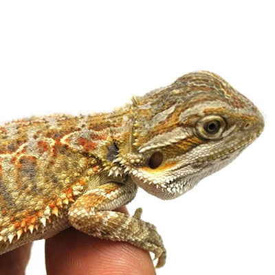 Bearded Dragons