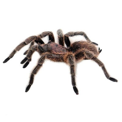 Rosehair Tarantulas