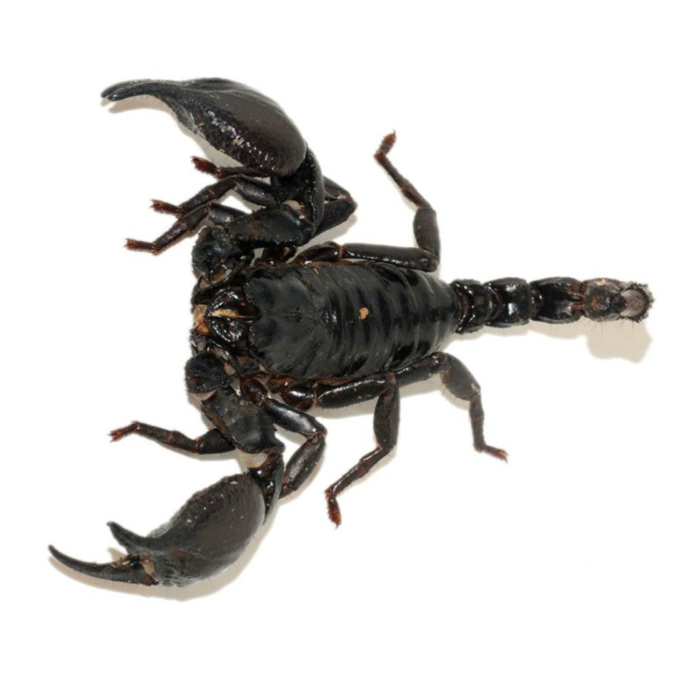 Asian Forest Scorpion for sale | Big Apple Herp