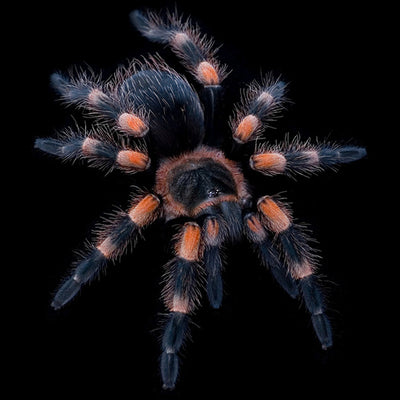 Mexican Red Knee Tarantulas