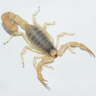 Desert Hairy Scorpions
