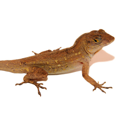 Brown Anoles