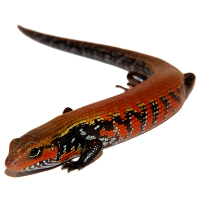 African Fire Skinks