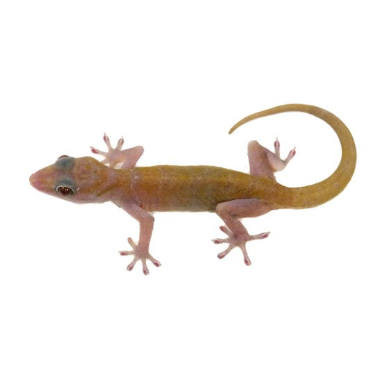 Golden Geckos Big Apple Herp