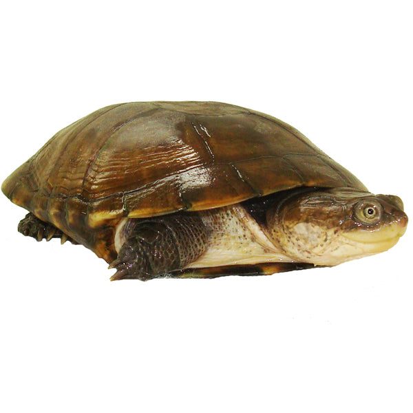 Buy African Side Neck Turtles | Big Apple Herp