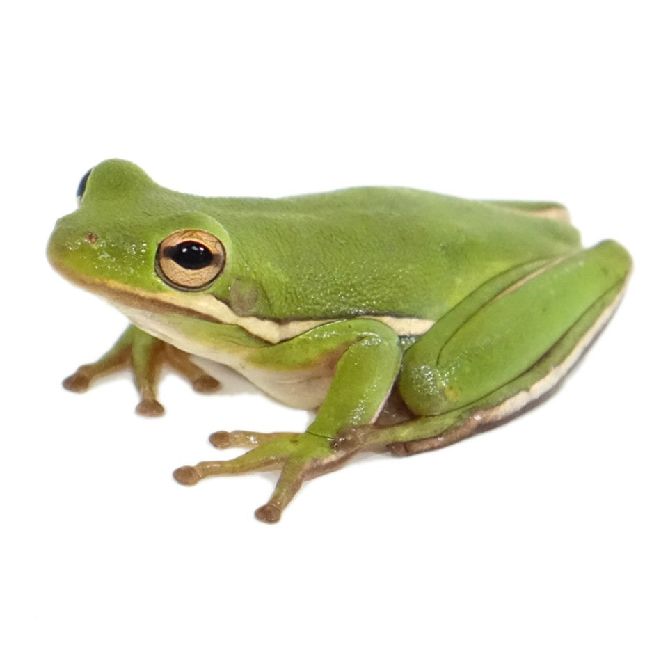 Pet Tree Frog pet-tree-frog