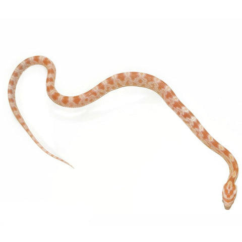 Butter Corn Snakes