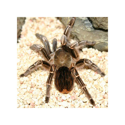 Stripe Knee Tarantulas