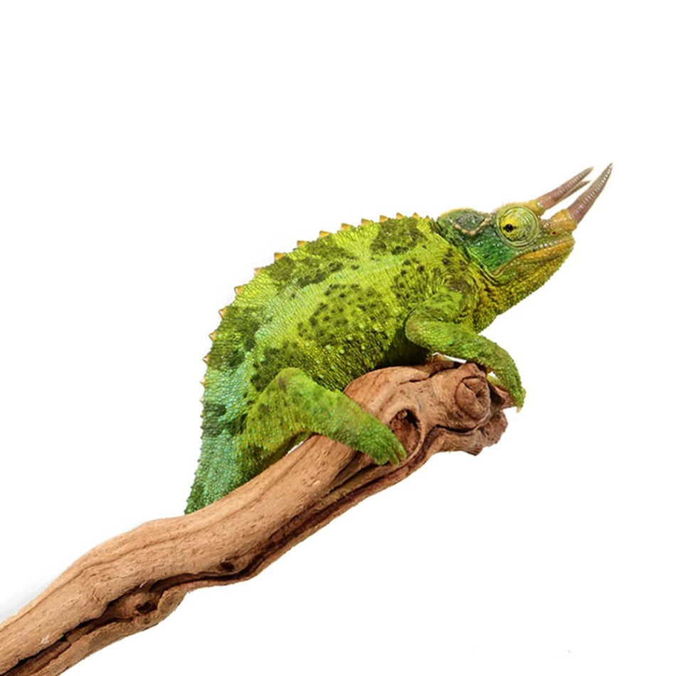 Jackson Chameleons For Sale – Big Apple Herp - Reptiles For Sale