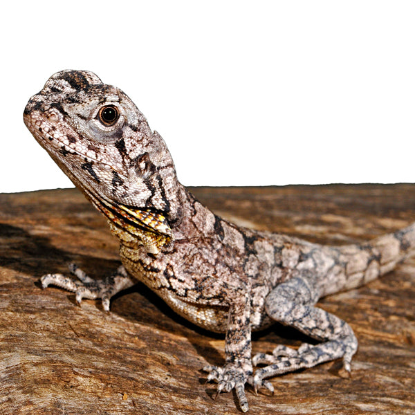 australian frilled lizards