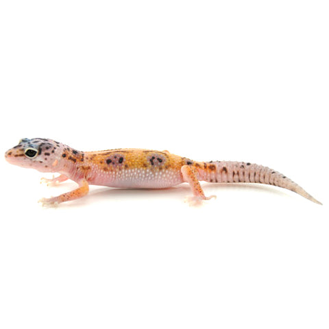 Enigma Leopard Geckos