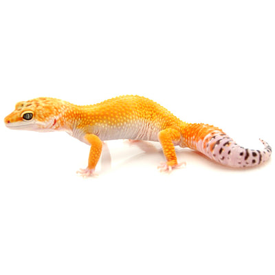 High Color Leopard Geckos