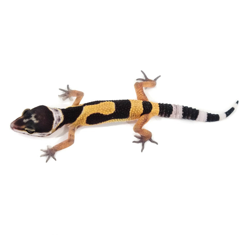 Normal Leopard Geckos Big Apple Herp