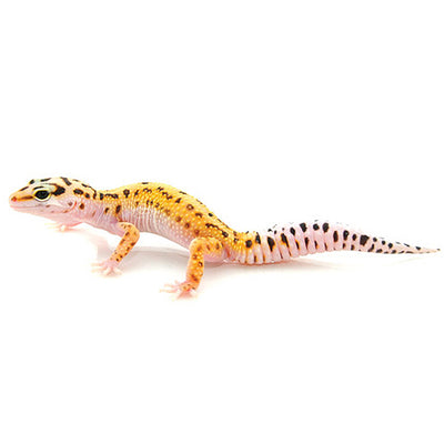 Pinstripe Leopard Geckos