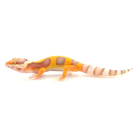 Albino Leopard Geckos