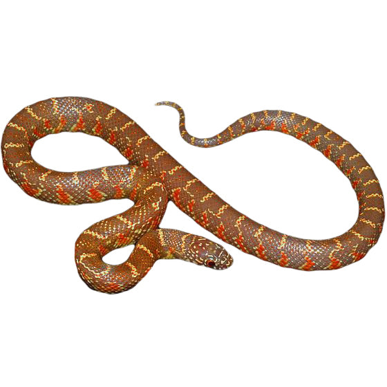 Buy Albino Florida Kingsnakes | Big Apple Herp