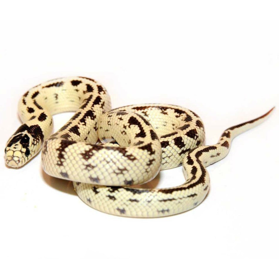 Yellow King Python High Yellow King Snake