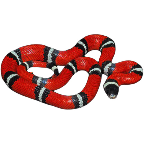 Sinaloan Milksnakes