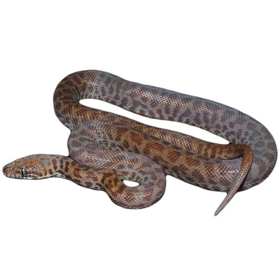 Children's Pythons