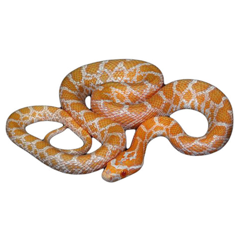 Albino Emoryi Rat Snakes