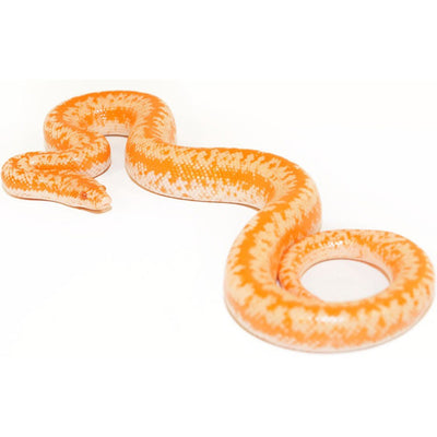 Albino Rosy Boas