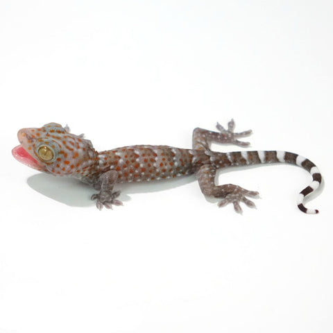 Tokay Geckos