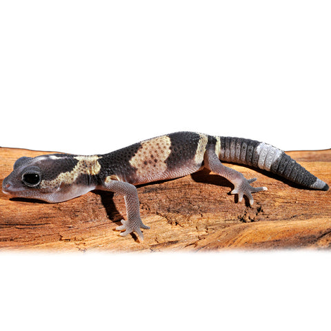 African Fat Tailed Geckos For Sale