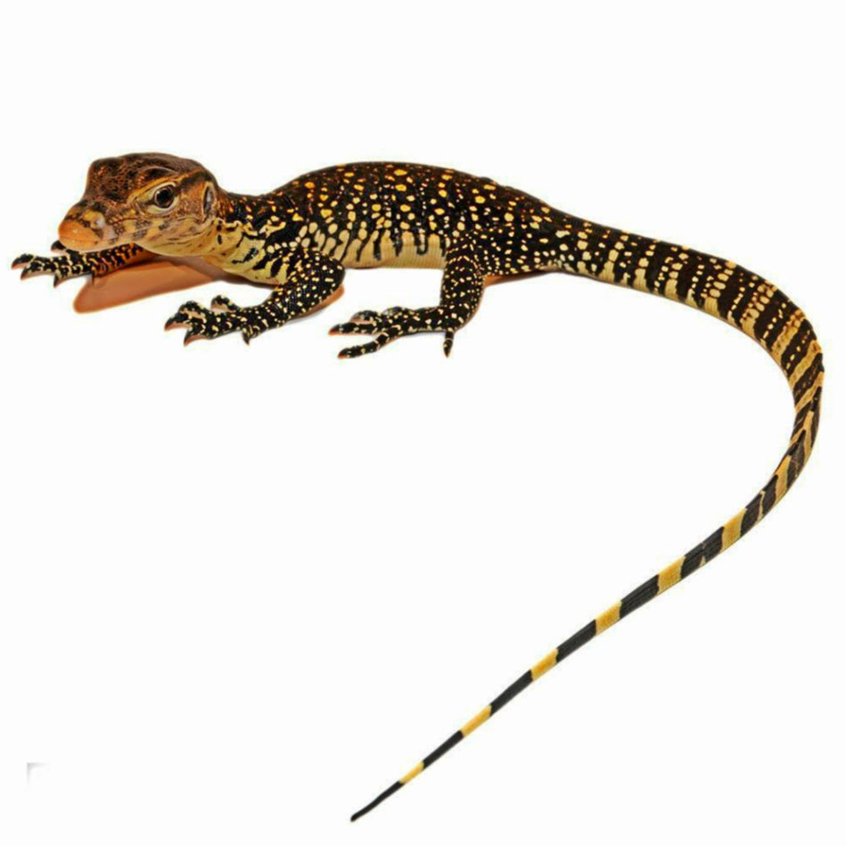 Asian Water Monitors For Sale – Big Apple Herp - Reptiles For Sale