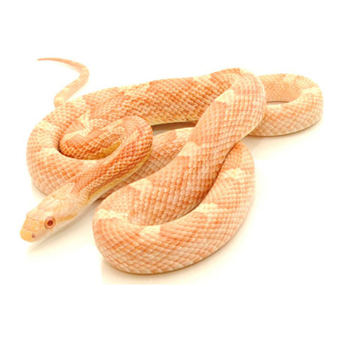 Albino White Sided Black Rat Snakes