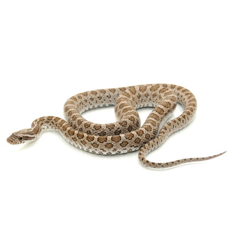 Emoryi Rat Snakes