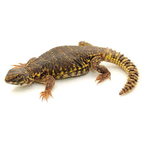 Yellow Niger Uromastyx