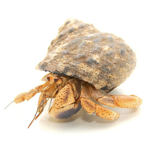 Native Shell Hermit Crabs