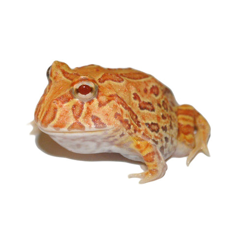 Apricot Albino Pacman Frogs
