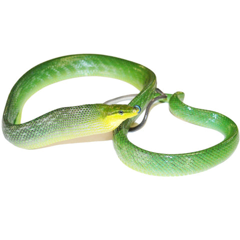 Red Tail Green Rat Snakes