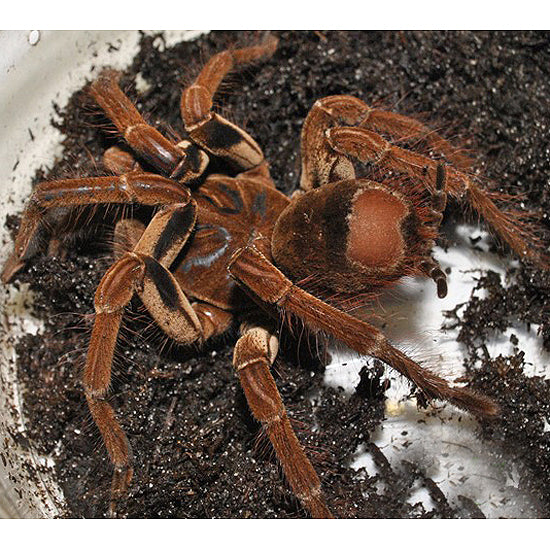 tarantula eating bird